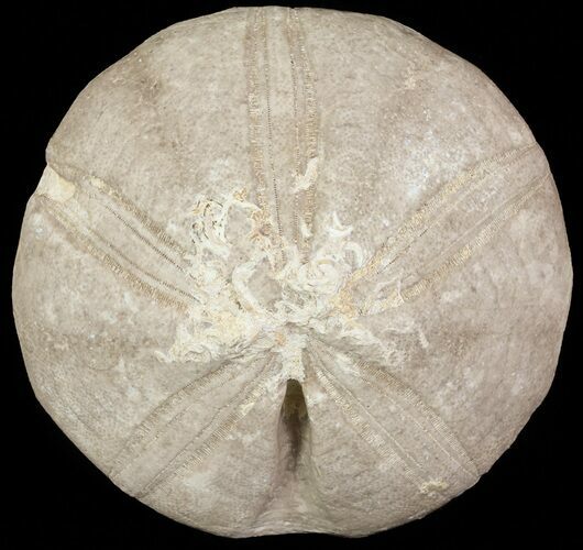 Jurassic Sea Urchin (Clypeus plotti) - England #65850
